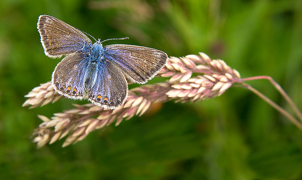 Common Blue