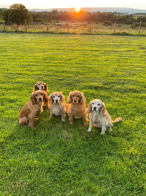 Nettlehurst-Puppy-School-Home.jpeg