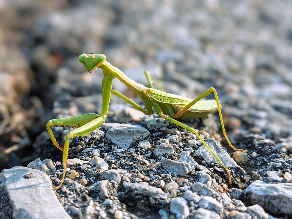 Gallery: Bugs & Such, Fall 2020