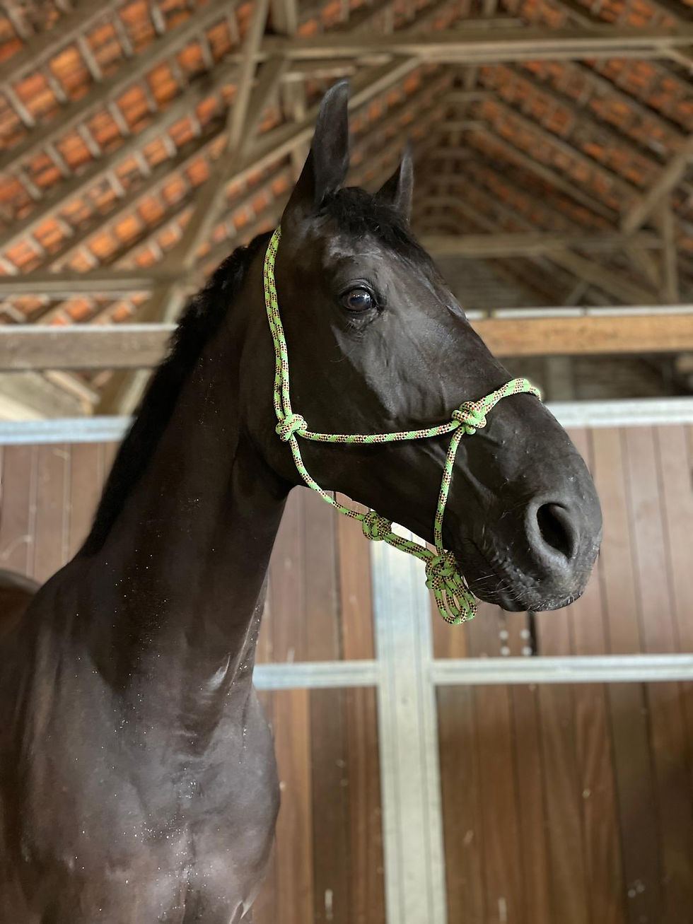 Thumbnail: Knotenhalfer one Size