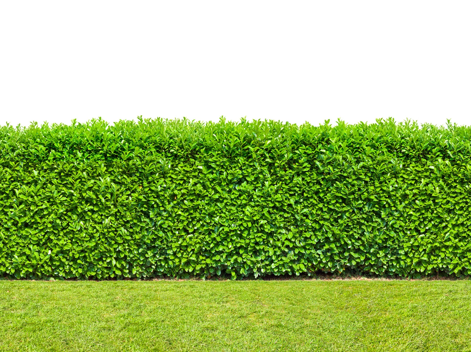 Green bush that needs to be trimmed