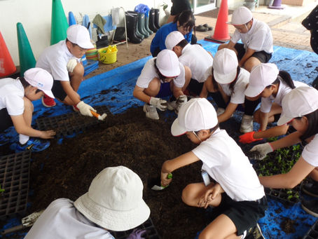 本山小学校でヒヨドリバナ植替え作業