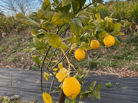初めての収穫🍋