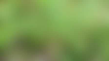 Mengenal Tanaman Bambu