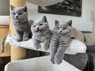 chatons british shorthair bleu
