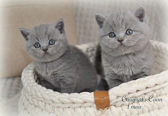 Suisse élevage chatons british shorthair bleu