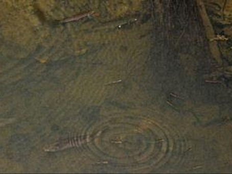 Where have the banded kokopu gone from Wai manawa