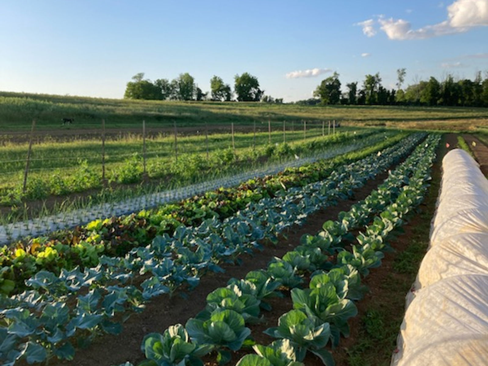 Vollmecke Orchards & CSA