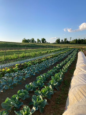 Spring Field.jpg