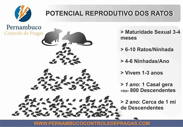 Reprodução dos roedores