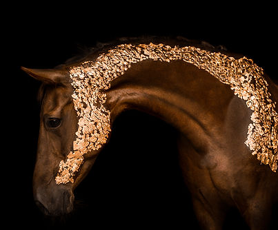 Blattgold horse shooting