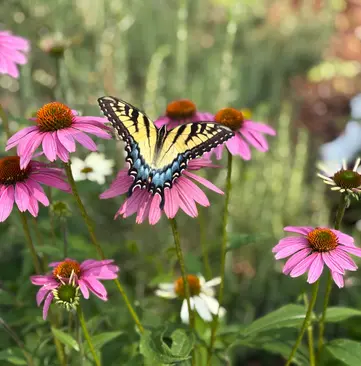 wildflower with yellow and blue butterfly