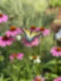 wildflowers with butterfly