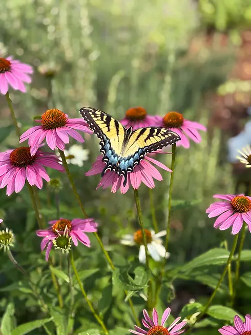 wildflowers with butterfly