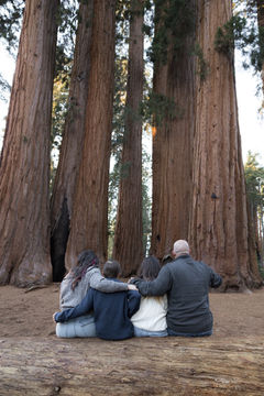 family of four sits on a log during their family photo session in sequoia national park