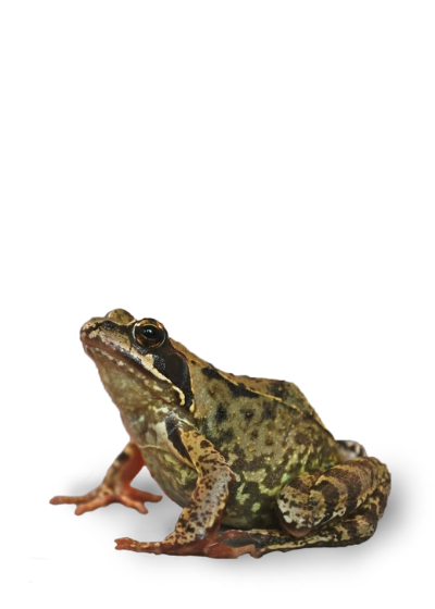 kikker