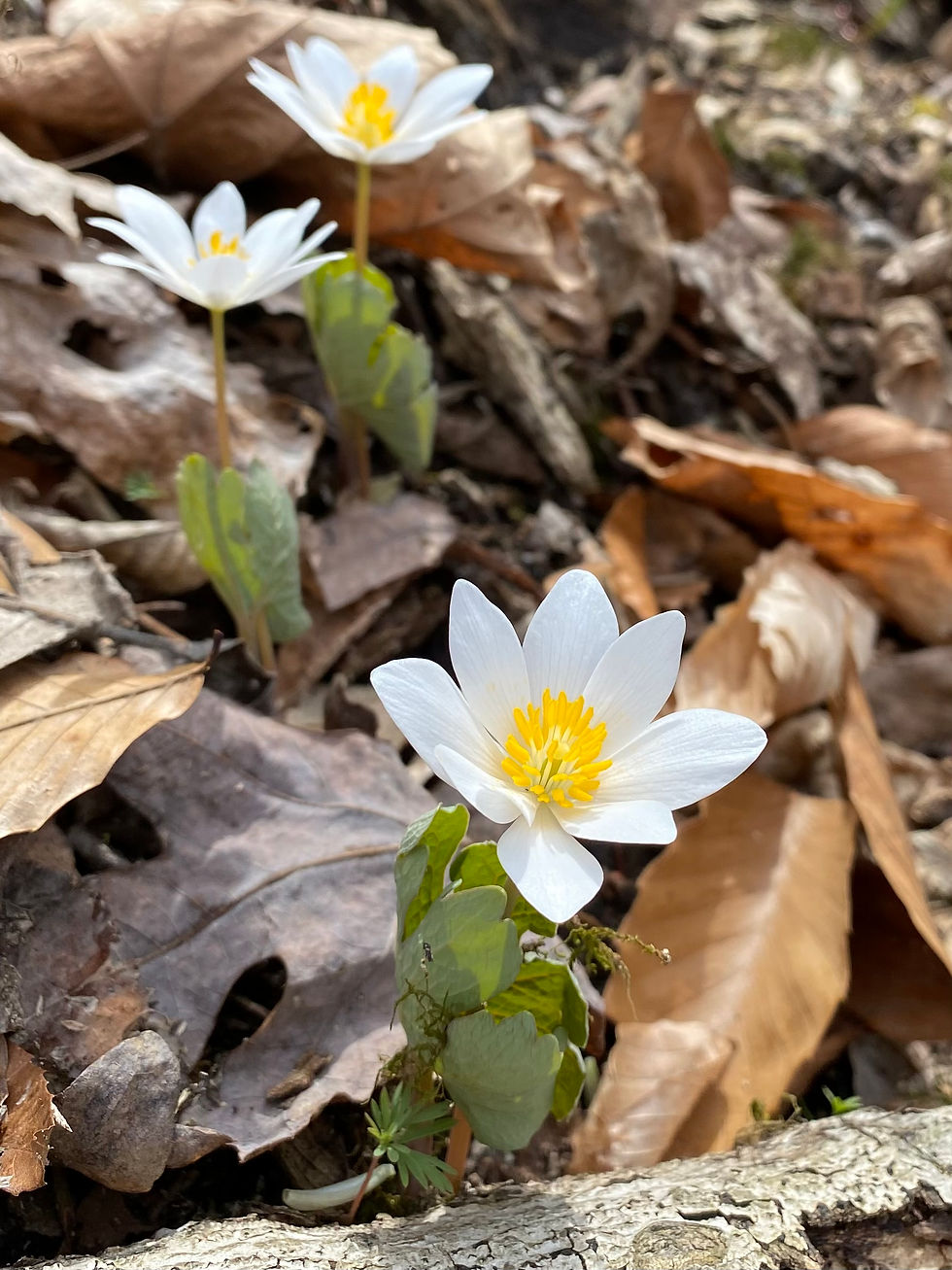 Spring Wildflower Walk