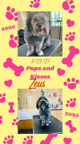 Tranquility Grooming Spar.jpg