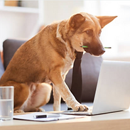 Strategy dog.png