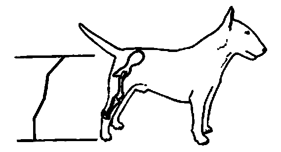 standard of bull terrier: hindquarters / štandard bullteriéra: stehná