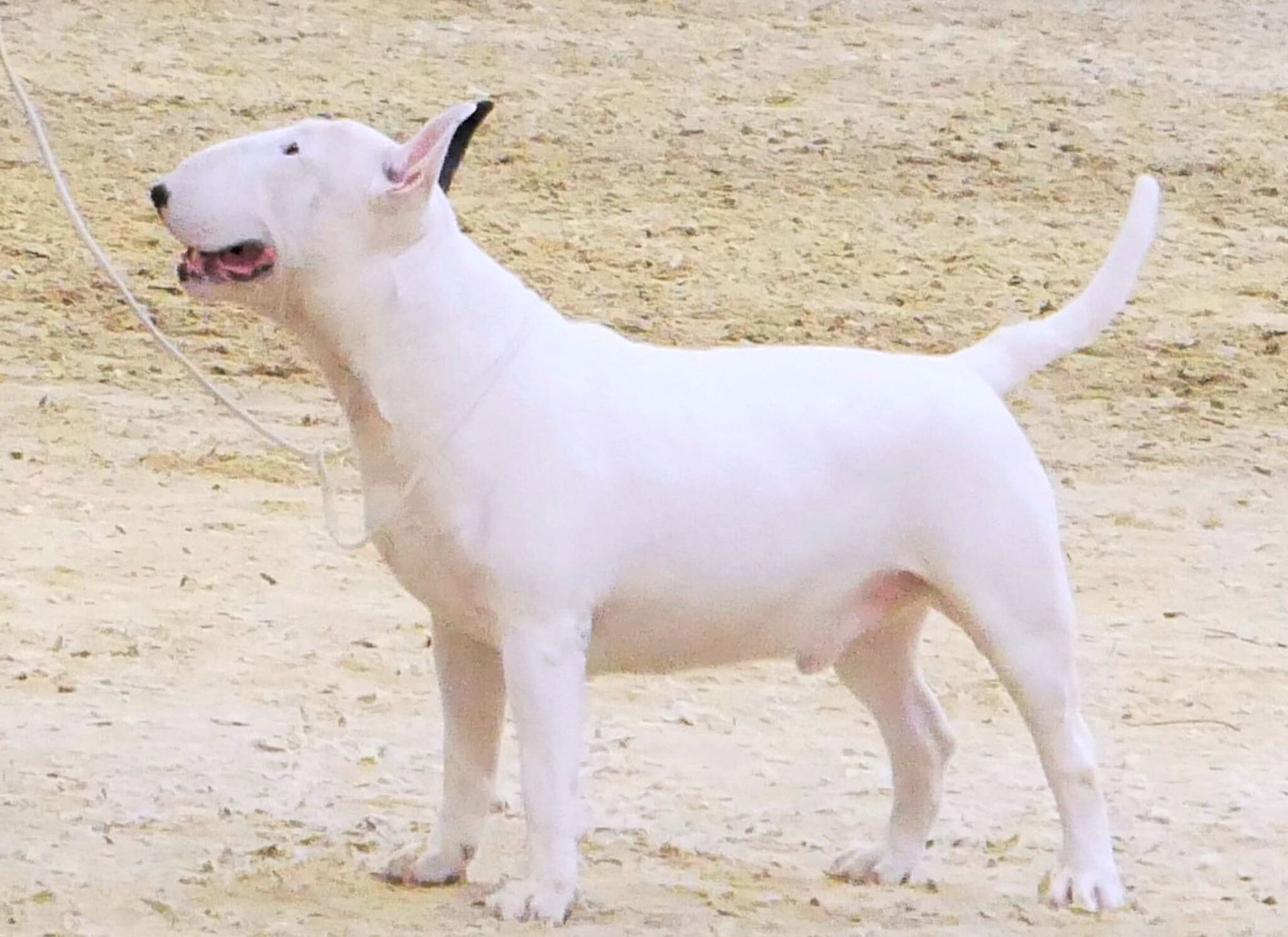ALEX ALERT ARGO BULL