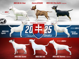 Súťaž krajín 23-11-2025, Holandsko: nominácie SBC