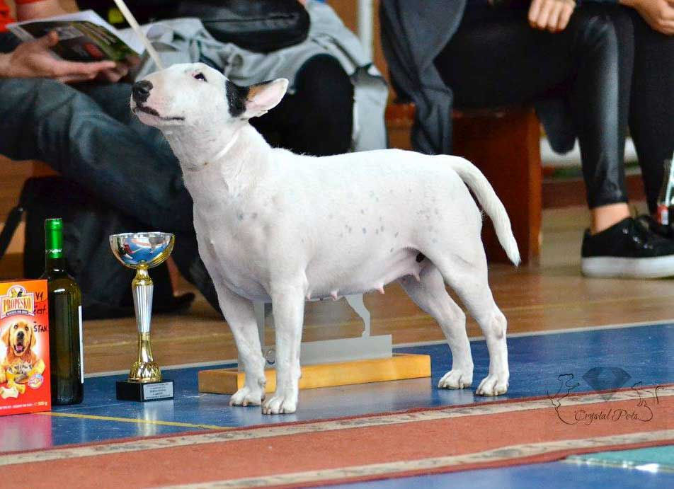 Monostri Kisbull Alberta Lolly