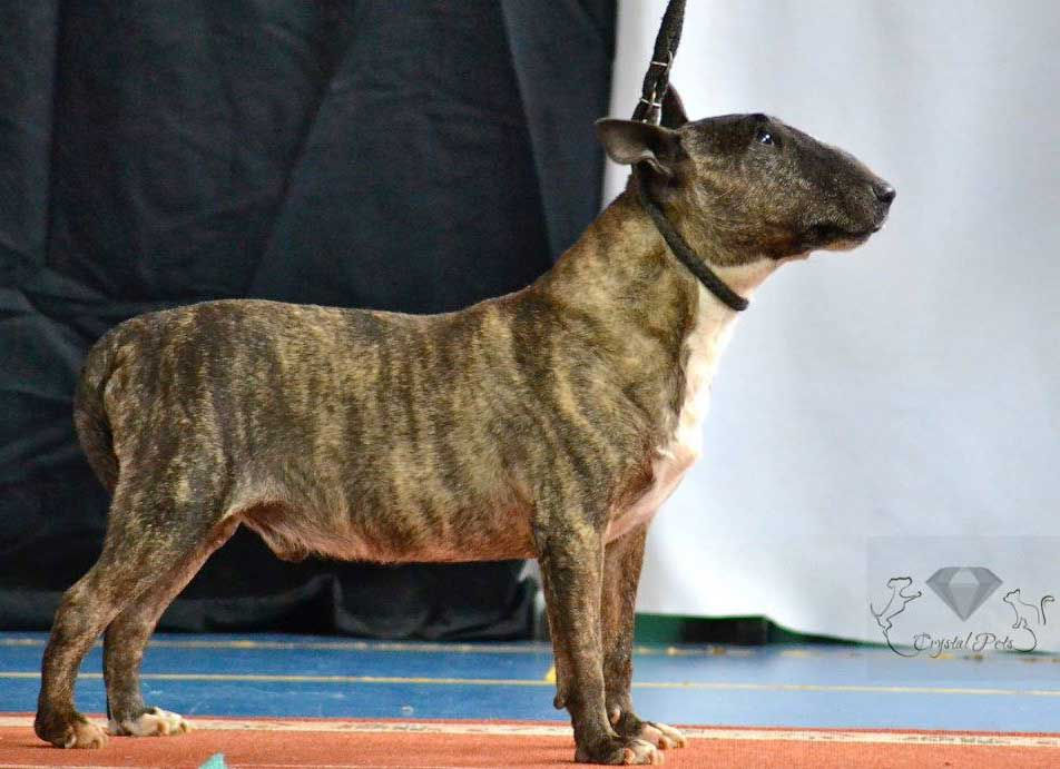 Zorro Zona Bulls