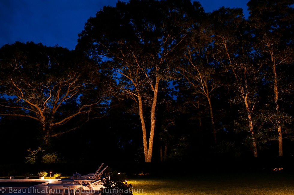 A tree line at the back of a property subtly lit by up-lighting.