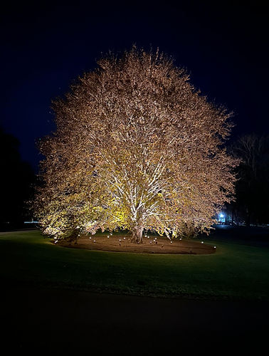 Large tree lit by up-lights