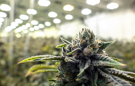 Riverside Cannabis Greenery, Auburn Me