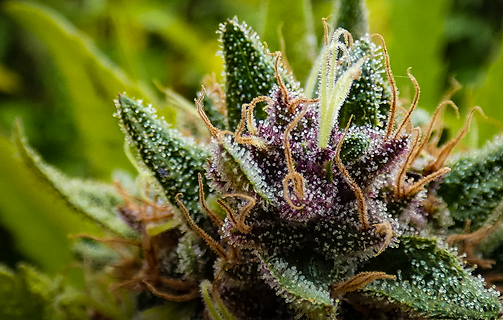 Riverside Cannabis Greenery, cannabis wholesale grower of cannabis and extracts, Auburn Maine