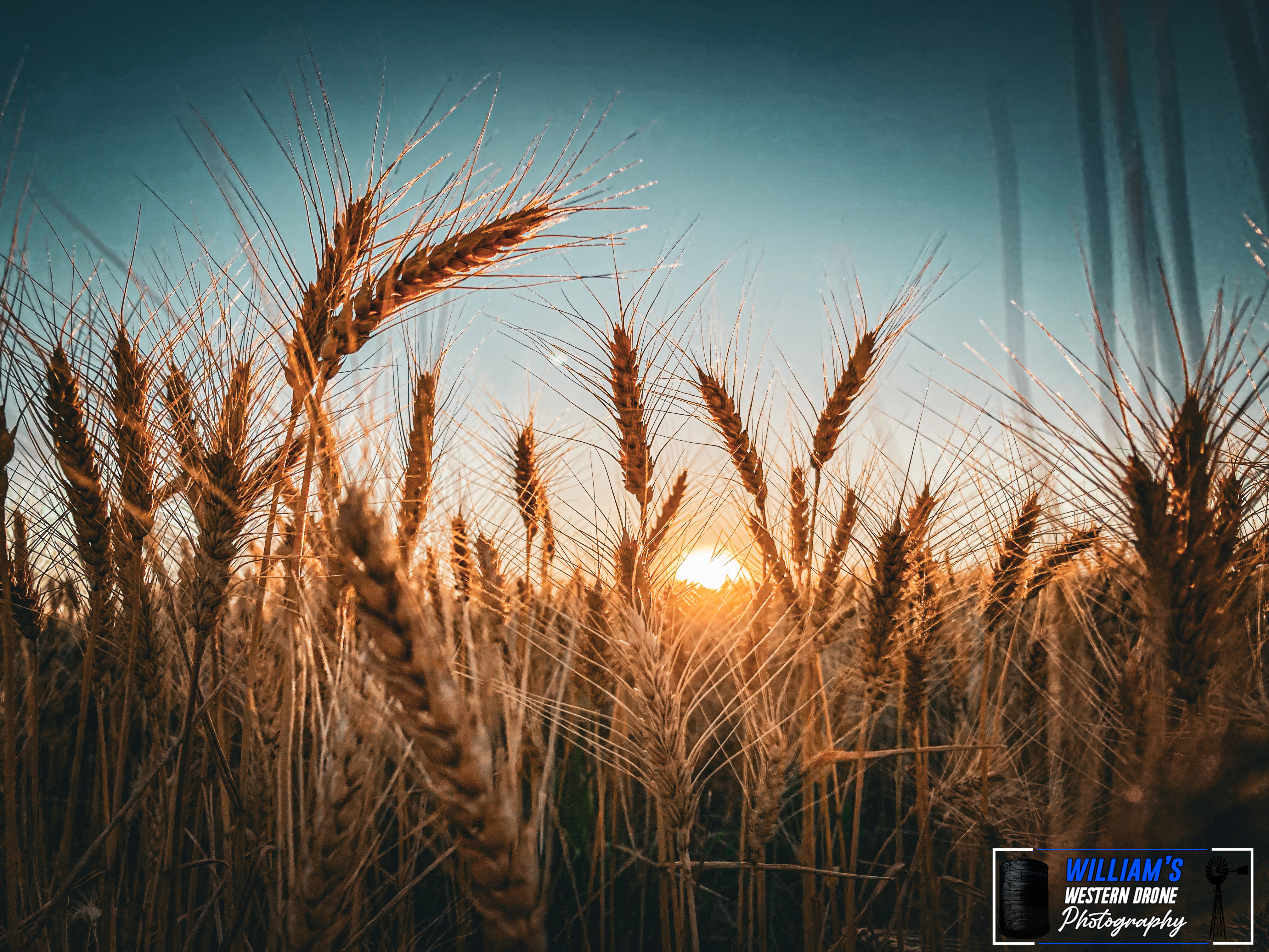 Amber Waves of Grain II