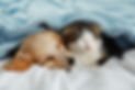 眠る犬と猫