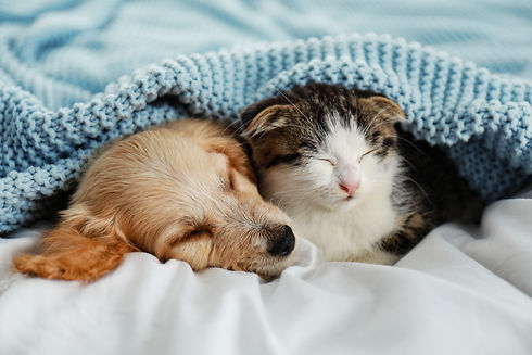 眠る犬と猫