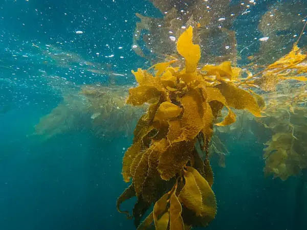 Underwater scene of golden-brown seaweed floating in clear blue water. Sunlight filters through, creating a serene, natural environment.