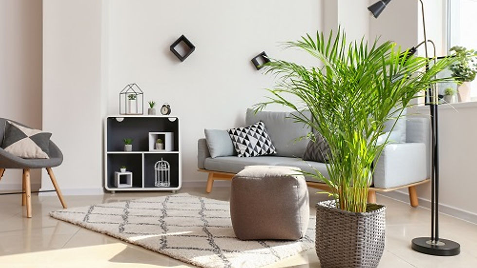 Poor indoor air quality can sometimes occur in our homes, causing headaches and fatigue. Ideal indoor plants for improving air quality are the Peace Lily, Boston Fern, and Spider Plant.
