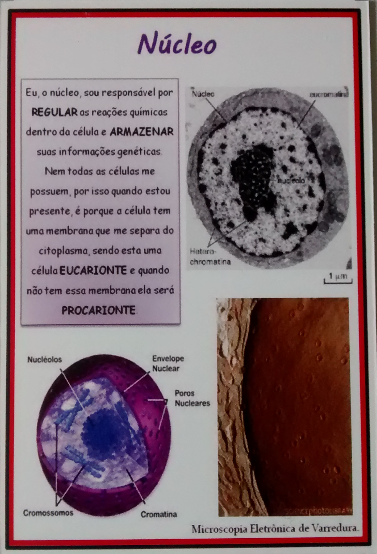 Carta do Jogo da Biologia Celular