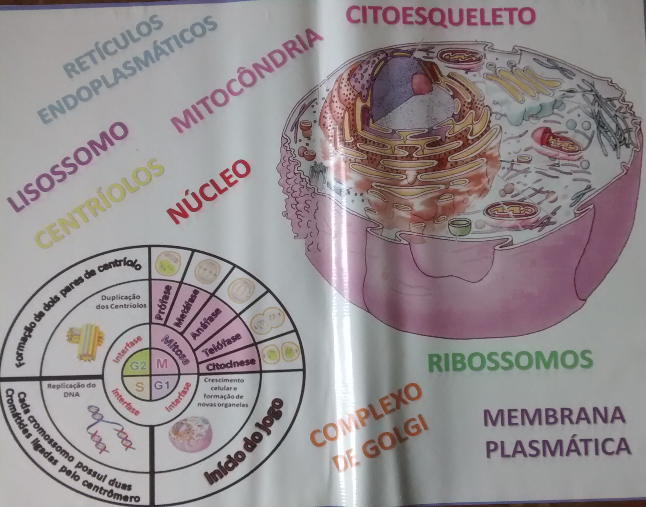 Tabuleiro do Jogo da Biologia Celula