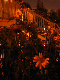 Flores junto a puente