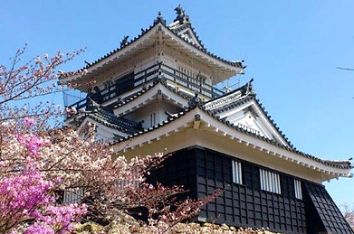 201405S_hamamatsujyo_sakura.jpg