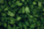 fondo-de-textura-de-hoja-verde.jpg
