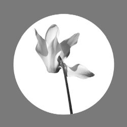 Cyclamen Logo