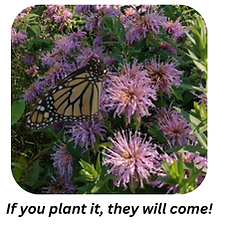 Monarch butterfly on Wild Bergamot flower