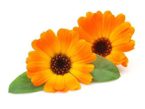 Calendula