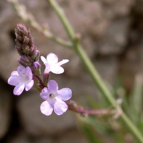 VERVAIN (Verveine)