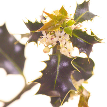 HOLLY (Houx)