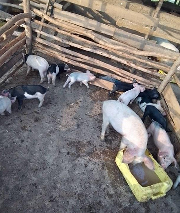 FARM pigs.jpeg
