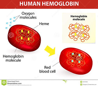 Hemoglobin.jpg