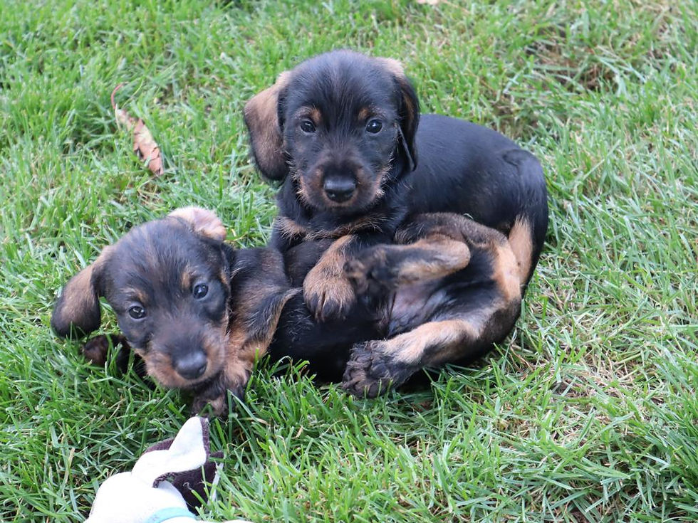 2023-09-11_D-Wurf 2023 (6)